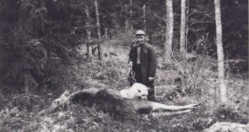 hirvi 49