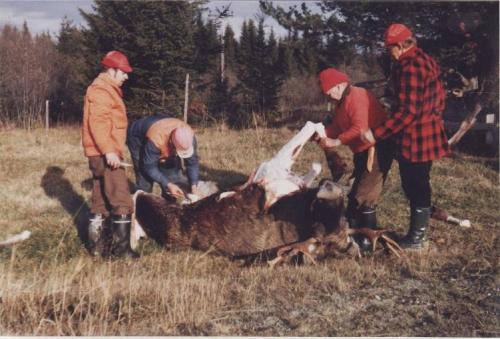 hirvi 50